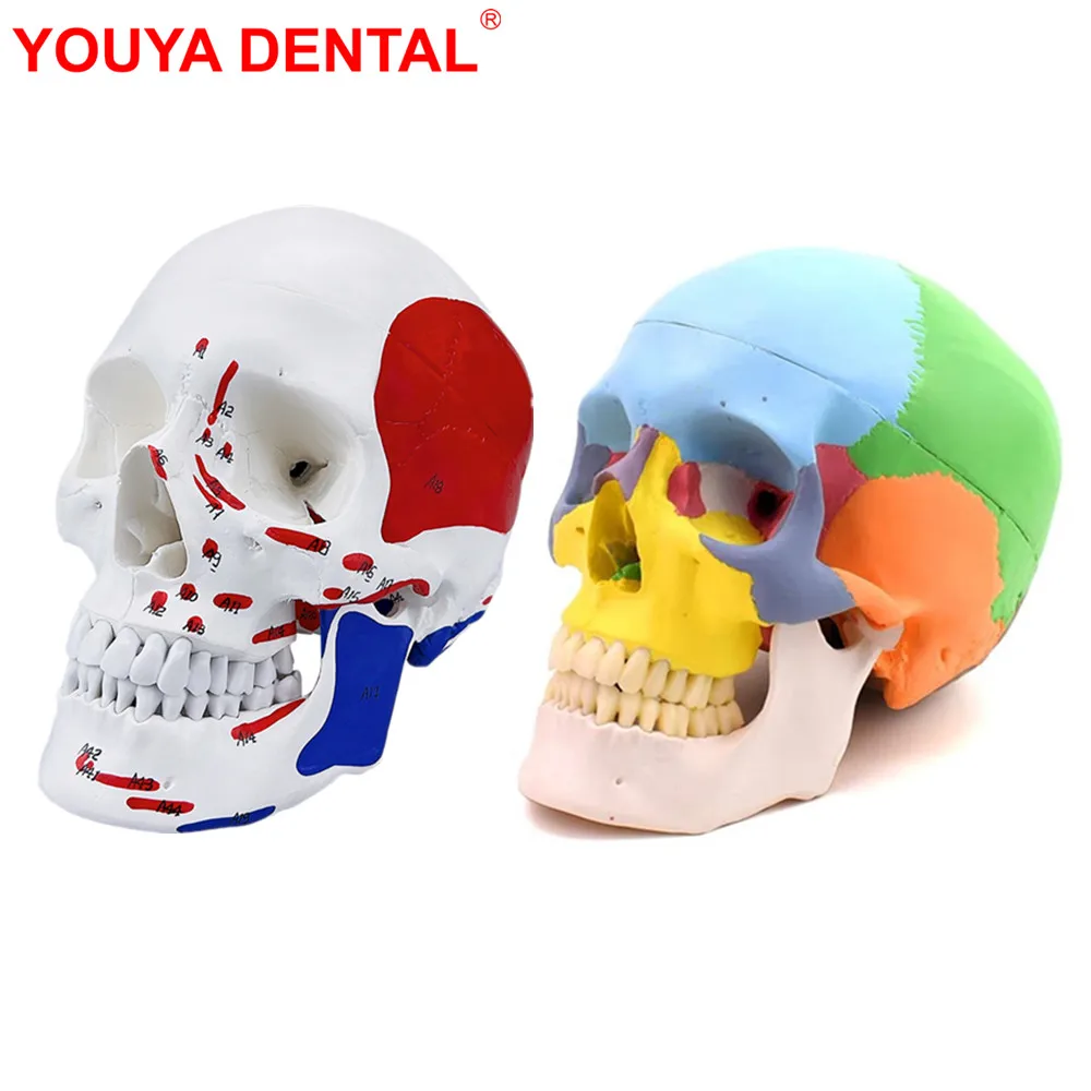 Dental Skull Model Anatomy Real Size Dentistry Medicine Detachable 3D Human Adults Anatomical Skeleton Head Model With Muscel