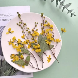 Natural dry flower branches,pressed flower DIY photo frame bookmark desk lamp mobile phone case flower material,5-15cm/12pcs
