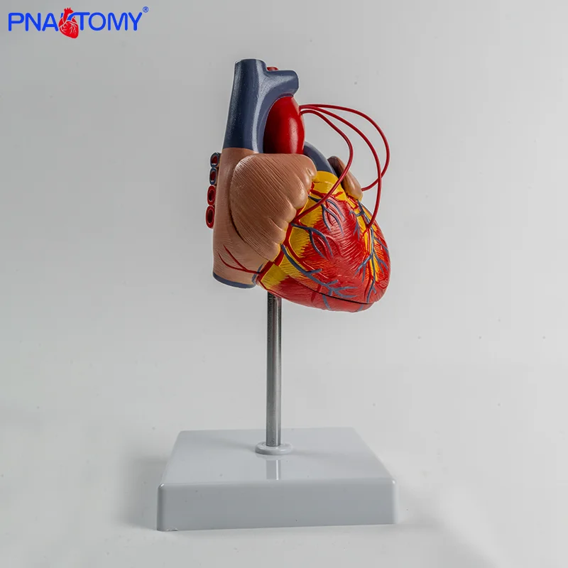 

Coronary Artery Bypass Heart Anatomy Cardiovascular Human Heart Cardiology Model Specimen