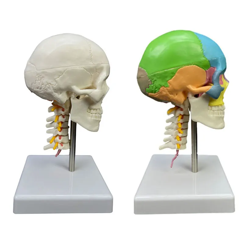 Human Colored Skull Model with Cervical Vertebra Anatomical Model Medical Supplies for Science Classroom Teaching Model