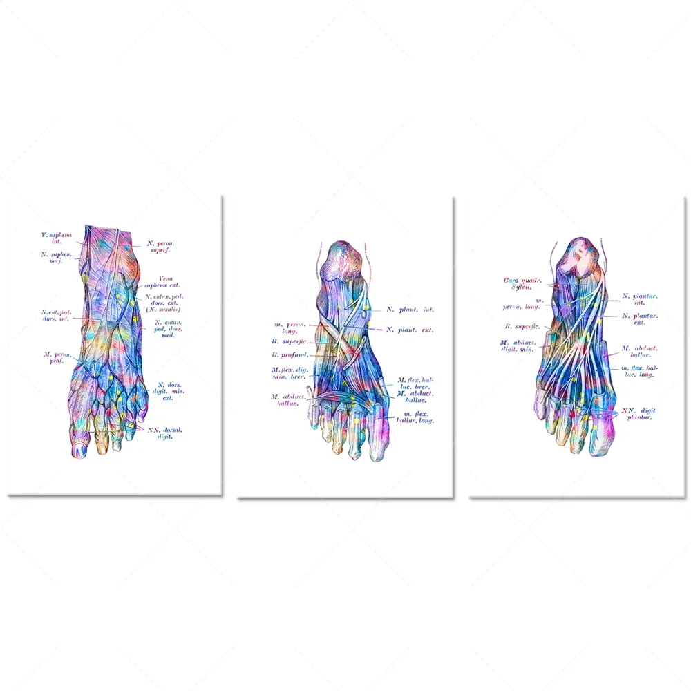 Podiatry art, foot muscle anatomy prints, medical posters, labels with foot veins and arteries, chiropractor gifts, surgeon offi