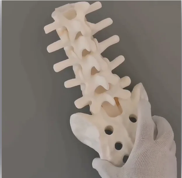 Spine Lumbar Vertebrae Simulation Bone Model, Solid Foam Sawbone from Waist to Sacrum for Surgical Training