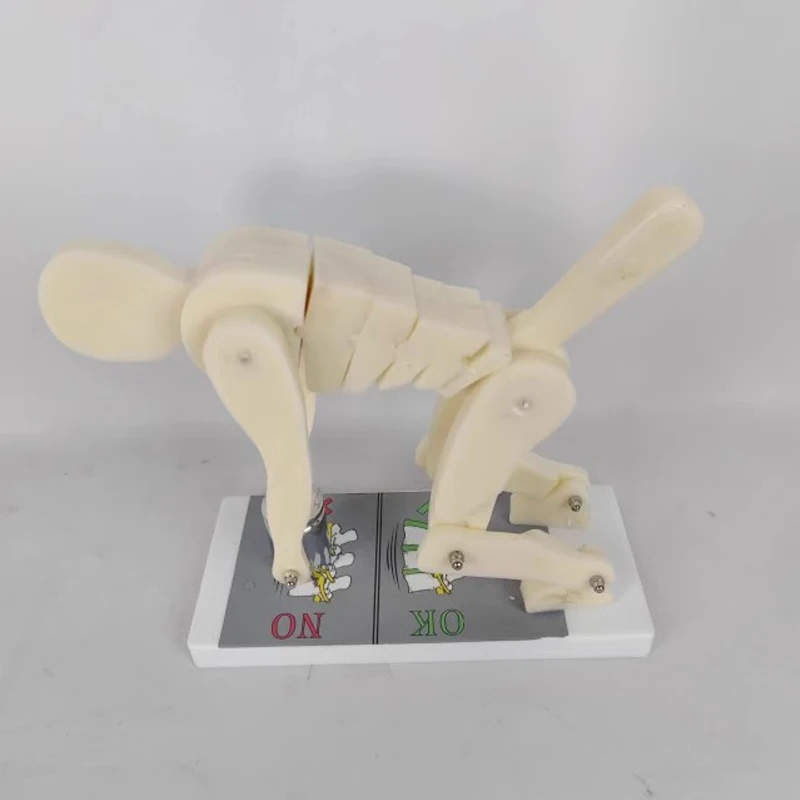 Human Body Bending Weightlifting Spinal Force Correct Posture Demonstration Lumbar Spine Anatomy Model