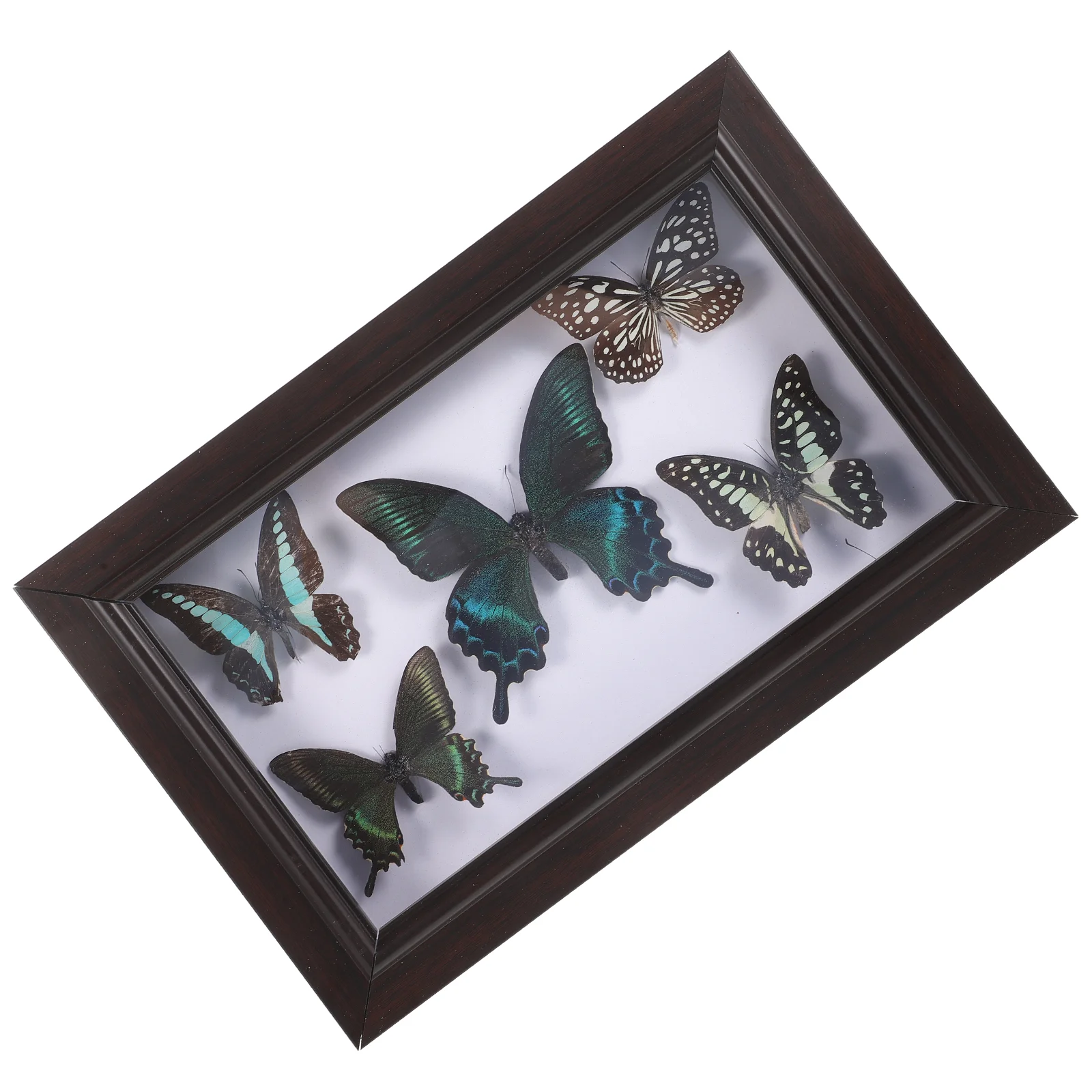 Specimen Craft Wall Decor Ornament Frame Wall Hanging Decor Framed Butterfly Wall Hanging Specimen butterfly specimen wall