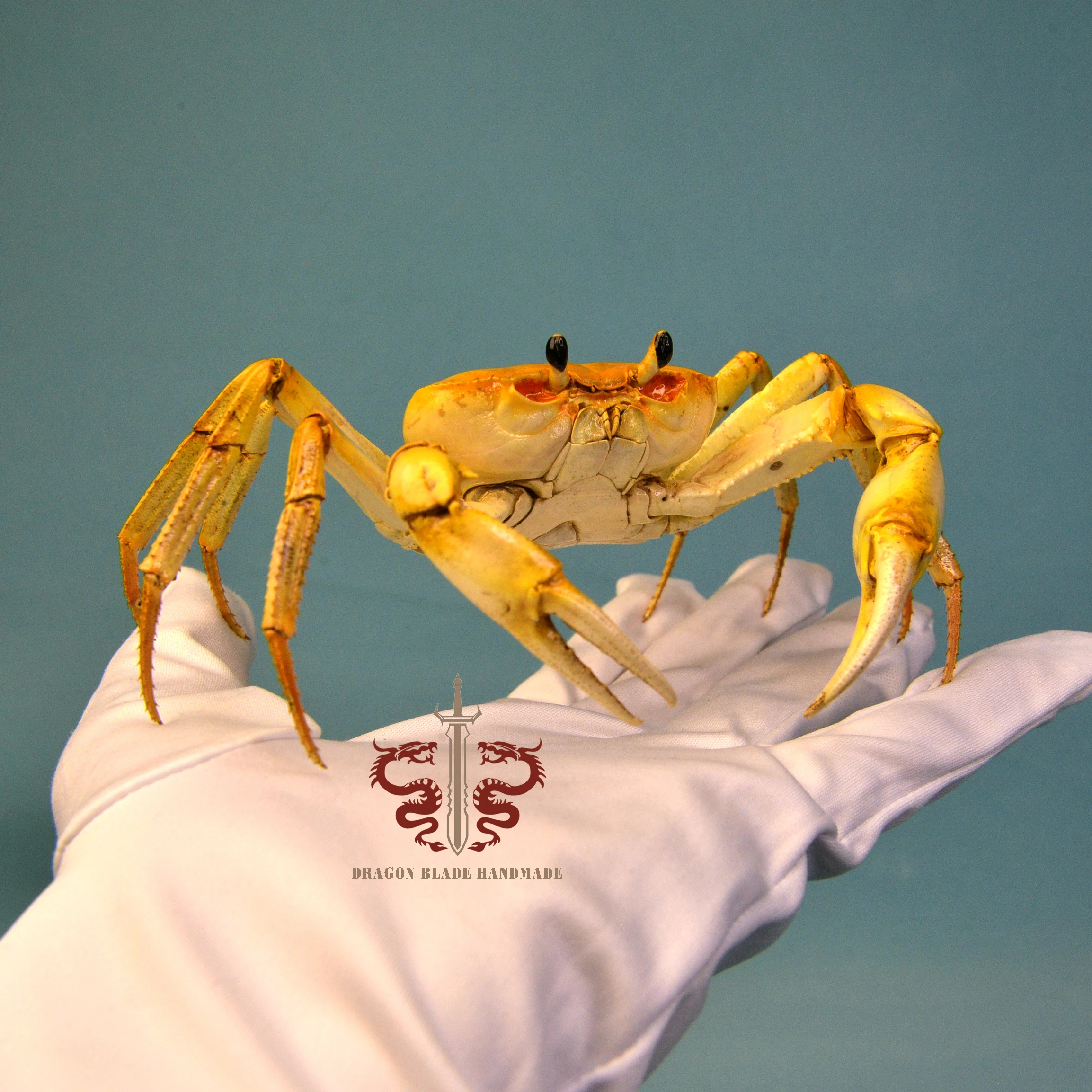 Crab specimen Nanhaipotamon guangdongense, museum-quality taxidermy display box, Collection Home Decor Ornament Desk Decoration
