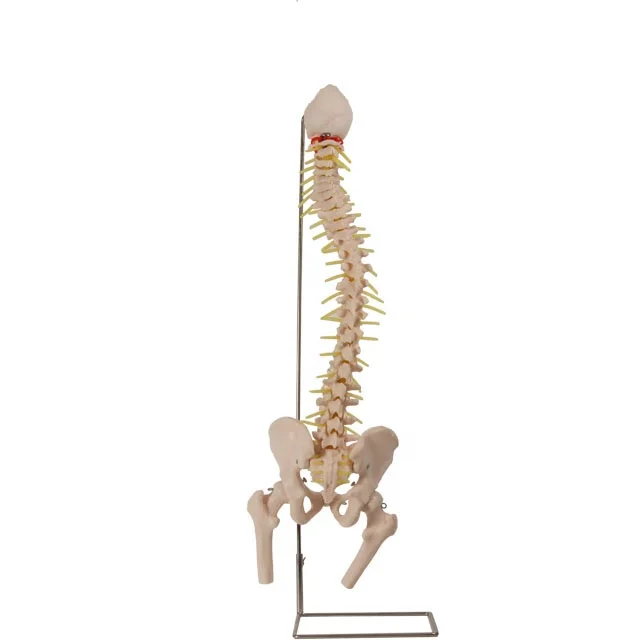 

GD/A11105 Human Anatomical Vertebral Column with Pelvis and Femoral Head