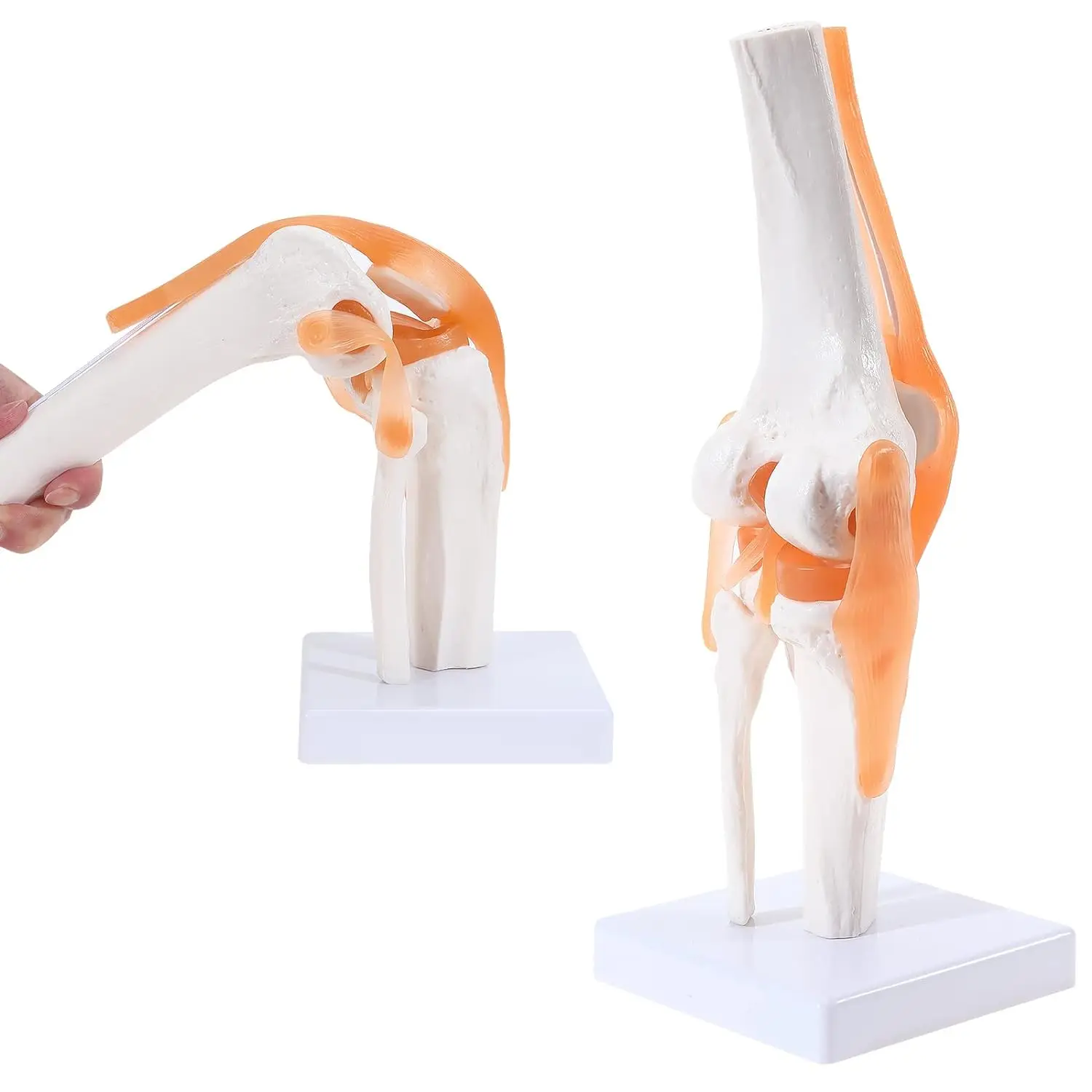 Anatomical medical knee with ligament model, life size, suitable for medical teaching students learning science education