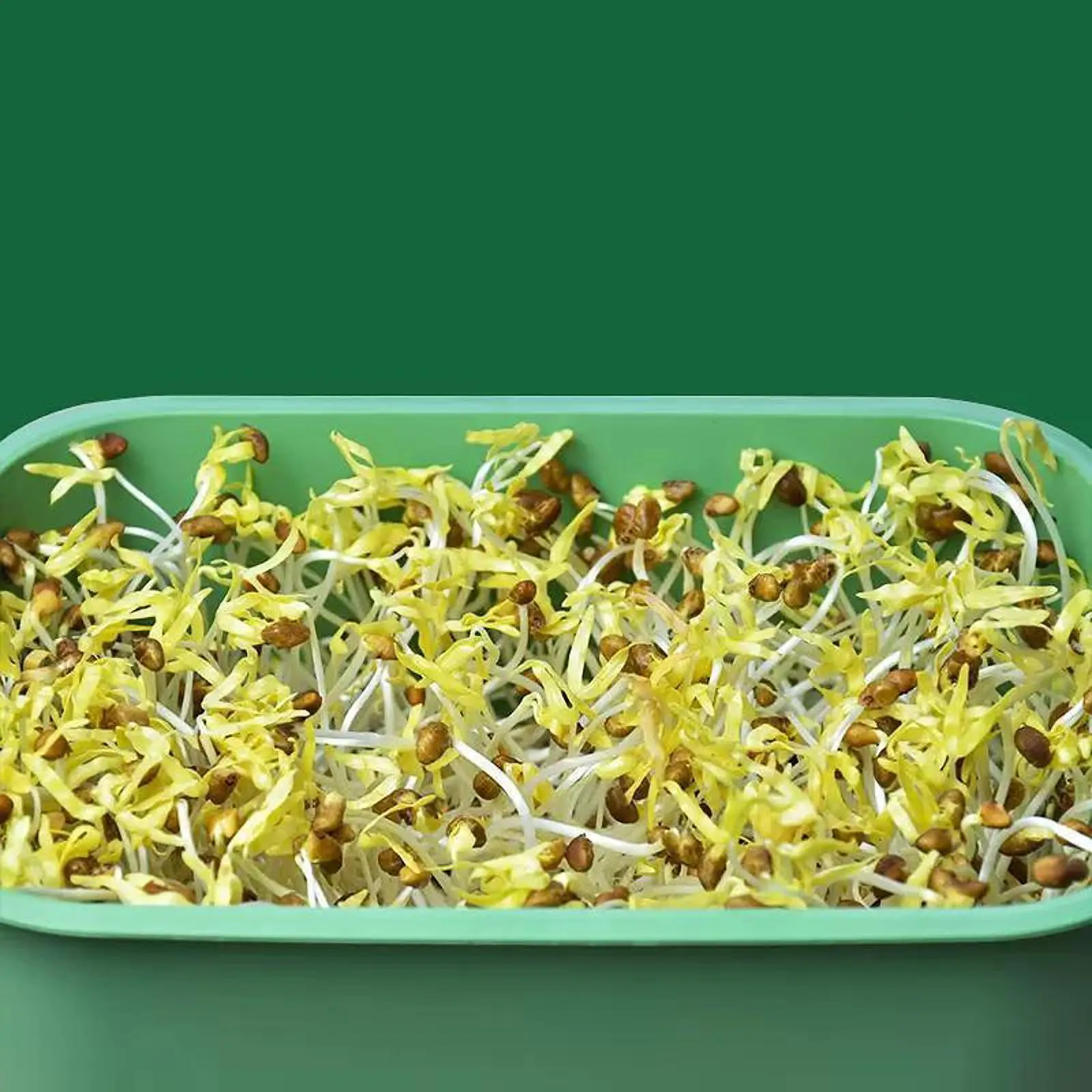 

Лоток для ростков семян, без усилий двухслойный штабелируемый компактный многоцелевой набор для выращивания семян для домашней кухни, арахисовый горошек