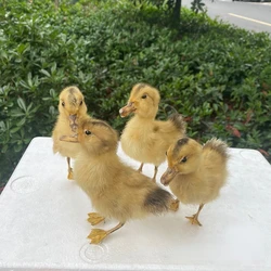 Animal and bird specimens Little yellow duck specimens Home exhibition hall decorations Teaching aids Shooting props home decor