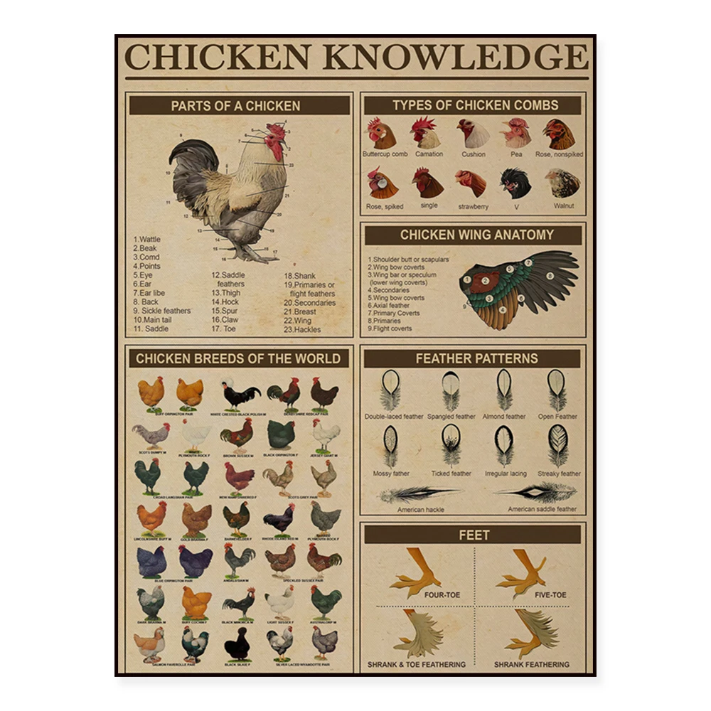 Chicken breeds, chicken knowledge print, vintage chicken animal poster, farmer gift, farm decoration