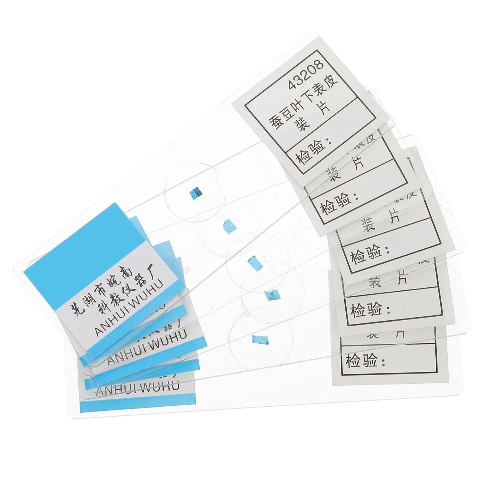 

5Pcs Prepared Glass Microscope Slides Broad Epidermis for Biology Education Science Microscope Slide