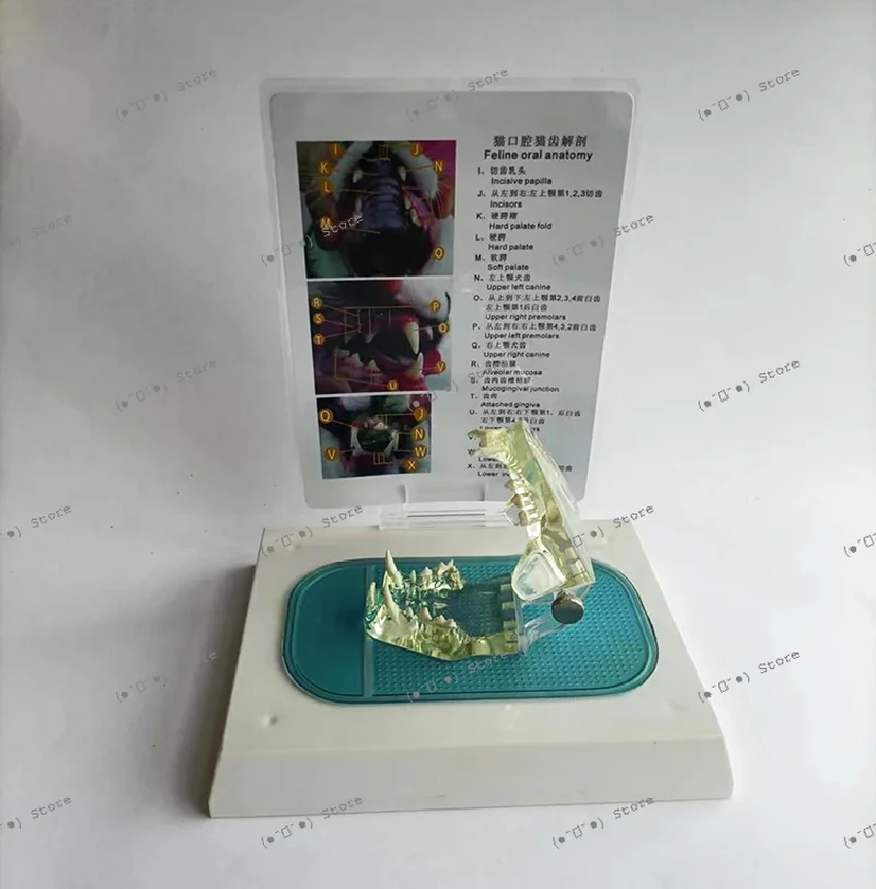 

transparent cat tooth model pet animal skeleton veterinary teaching instruments cat skull dentistry dentistry
