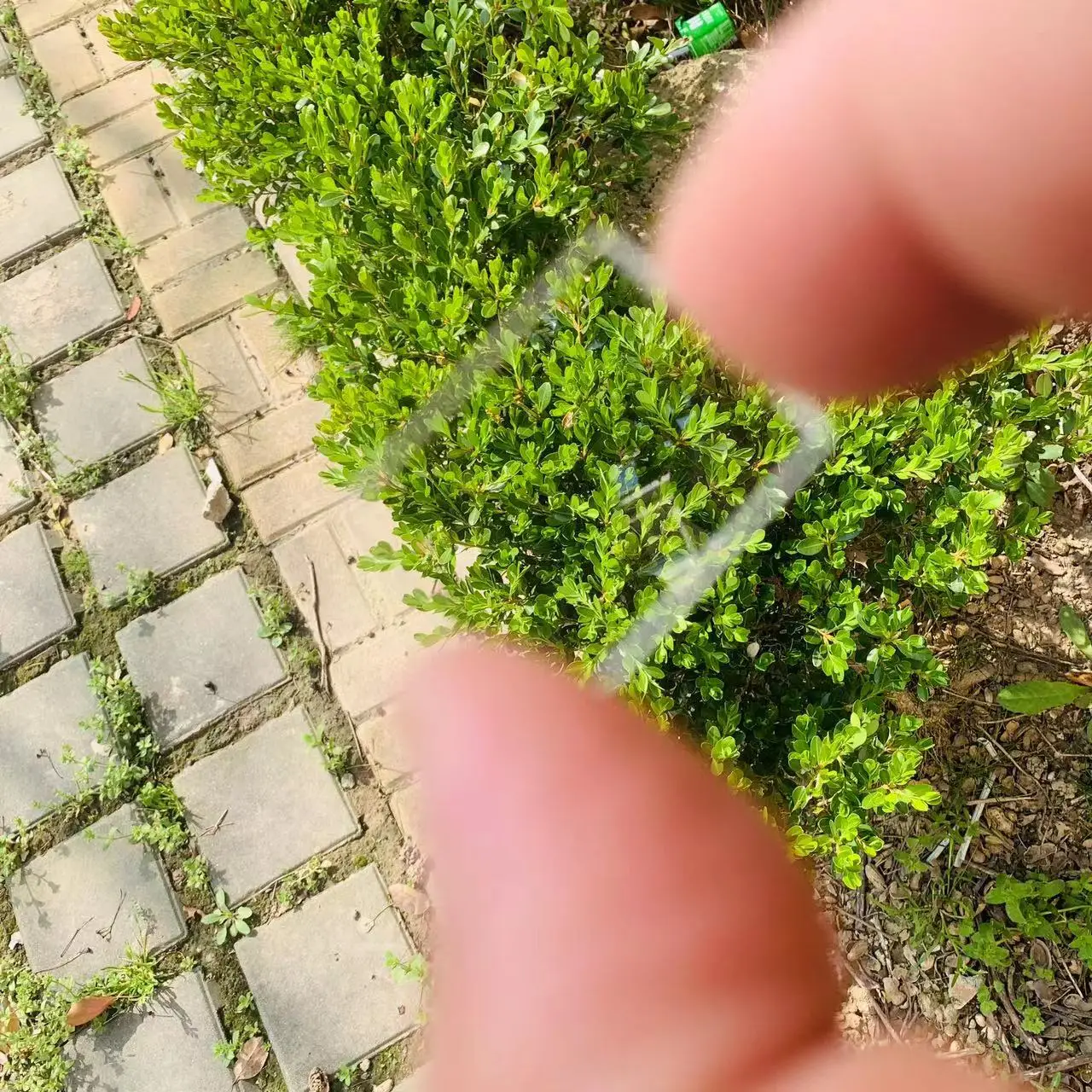 thumb