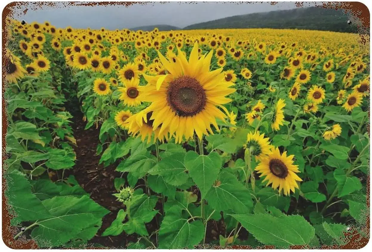 Field of Sunflowers Vintage Metal Tin Sign Farmhouse Bathroom Decor Country Home Decor for Home, Living Room, Kitchen &