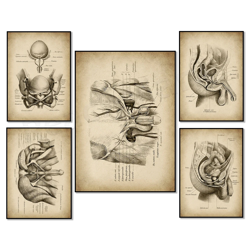Vintage urinary system anatomy poster, male reproductive system structure art medical art urology art, urologist gift