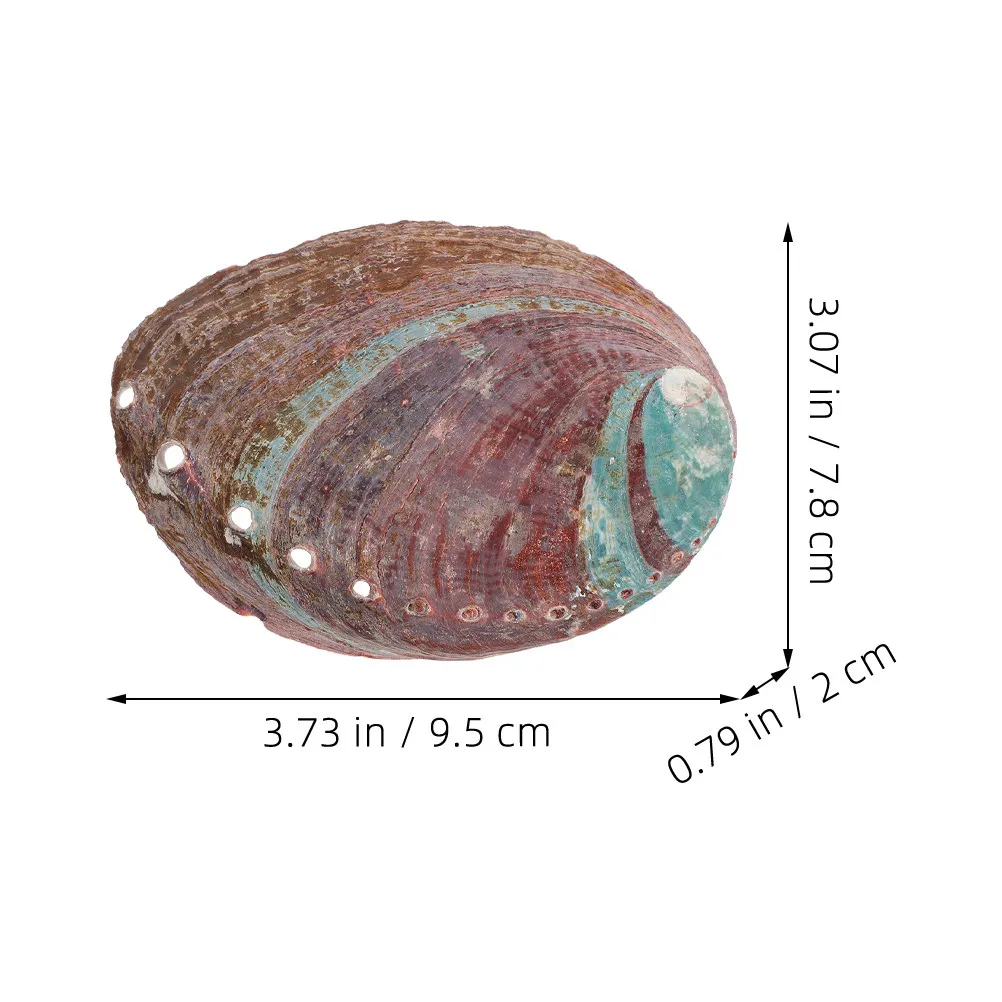 Abalone Shell Decor Natural Shell Aromatherapy Burning Bowl for Home Office Aquarium Landscaping Gift Potted Plants Soap Box