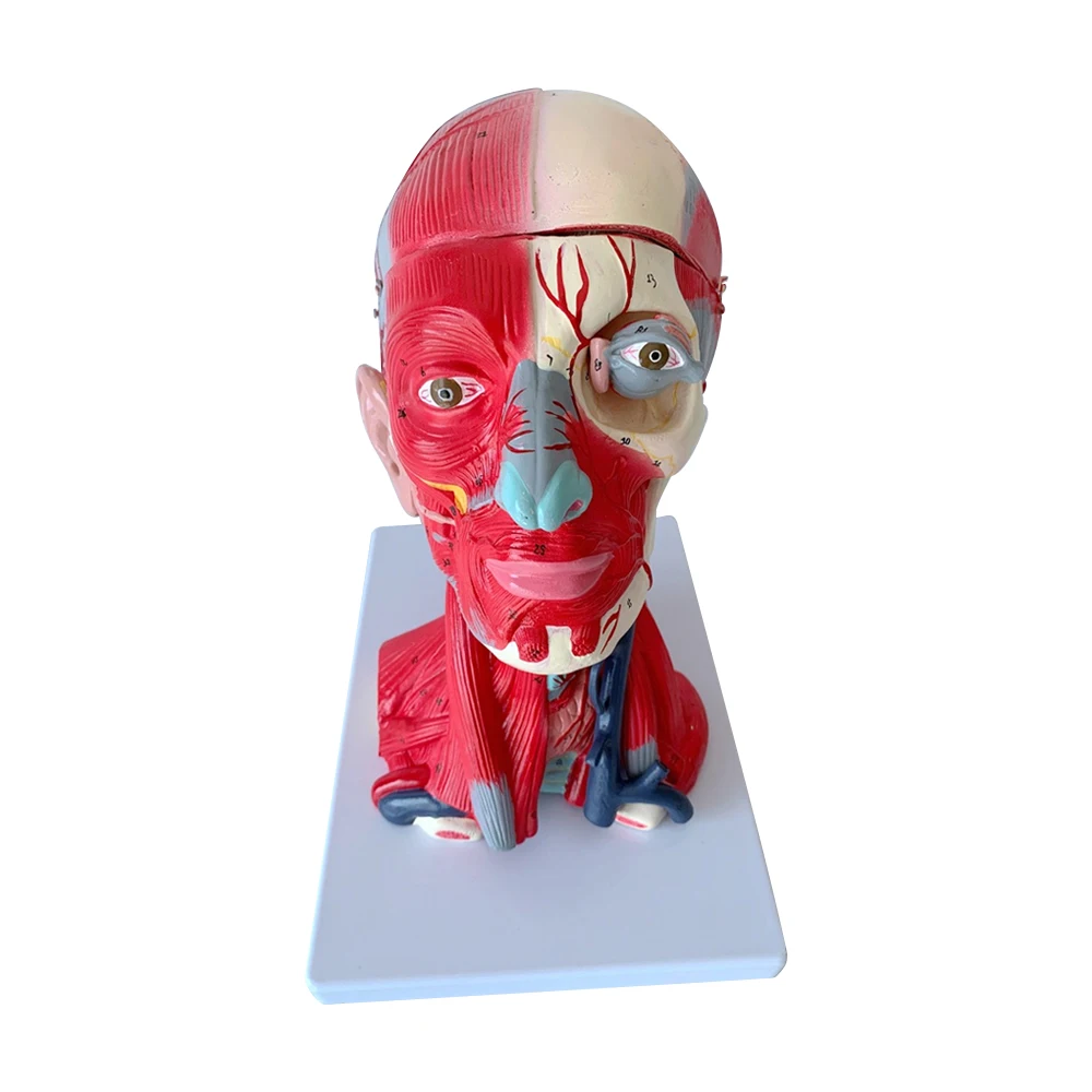 Head And Neck Muscles And Blood Vessels Brain Model 10 Components Torso Human Facial Shallow Muscle Neurovascular Anatomy Model