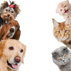 Dogs Cats 3D Wall Sticker Funny Door Window Wardrobe Refrigerator Decor