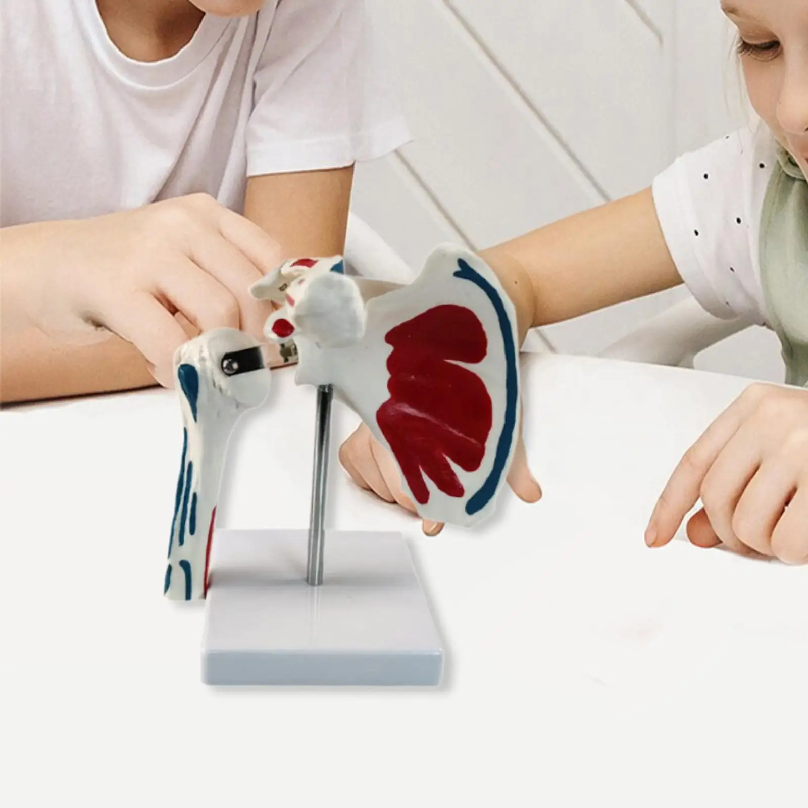 Human Shoulder Joint Model Insertion Points with Ligaments with Stand Muscle Origin Teaching Aid for Classroom School Study