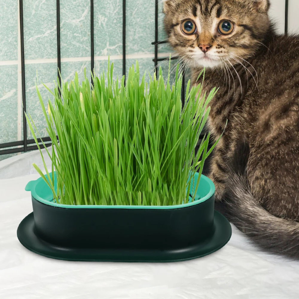 New Pet cat sprout Dish Growing Pot Hydroponic Plant cat Grass Germination Digestion starter Dish Greenhouse Grow Box