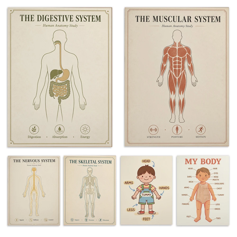 Cardiovascular, digestive, endocrine, urinary, nervous systems, pediatric anatomy, medical office and decorative posters