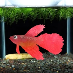 Artificial Aquarium Fish Silicone Betta Realistic Moving Floating Small Fish Ornament for Reef Tanks Aquariums Y5GB