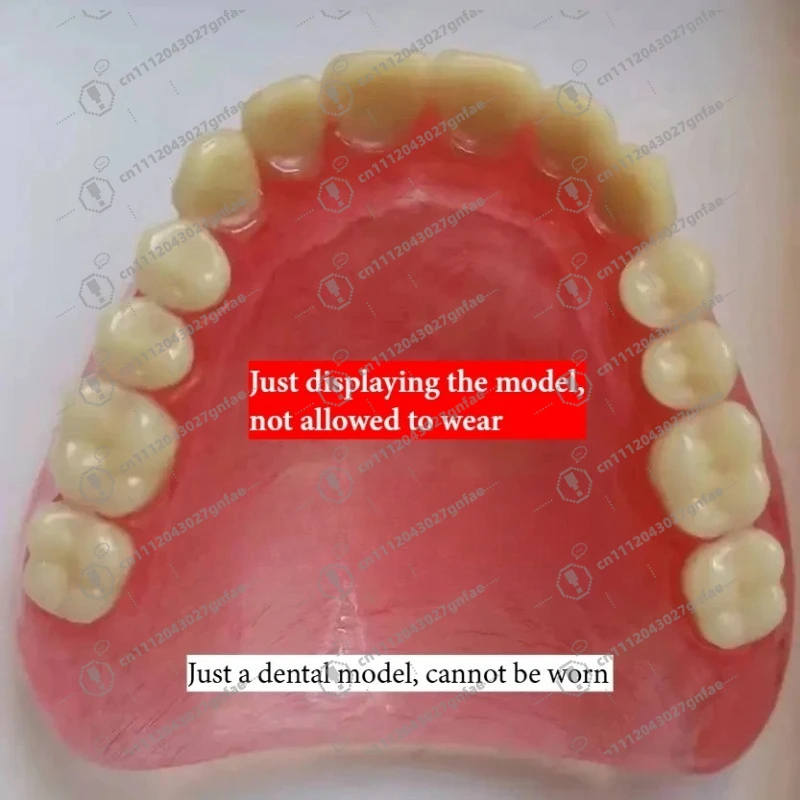 Wholesale full mouth denture sample models and elderly full mouth and half mouth tooth models are available image 5