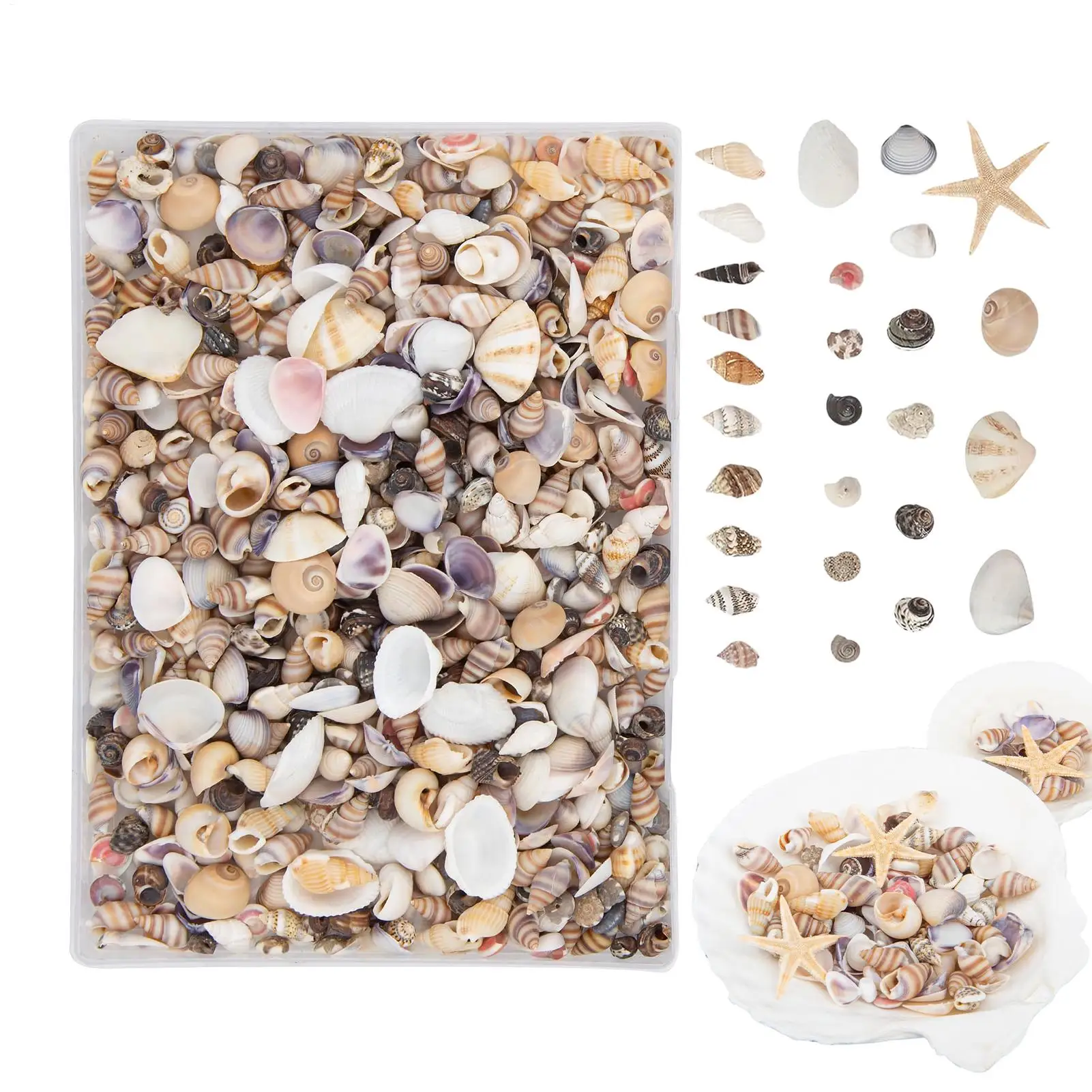 Mini conchas marinas y estrellas de mar mixtas, pequeñas conchas para manualidades, aficionados, niños, adultos, profesores de arte, decoración para acuarios.