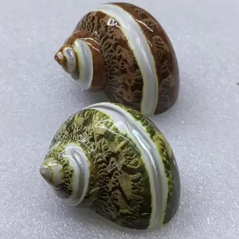 5PC 갈색 조가비 껍질 터보 Petholatus 물고기 탱크에 대 한 정품 쉘 장식품 은둔자 게 교체 장식 바다 생활 Aquari