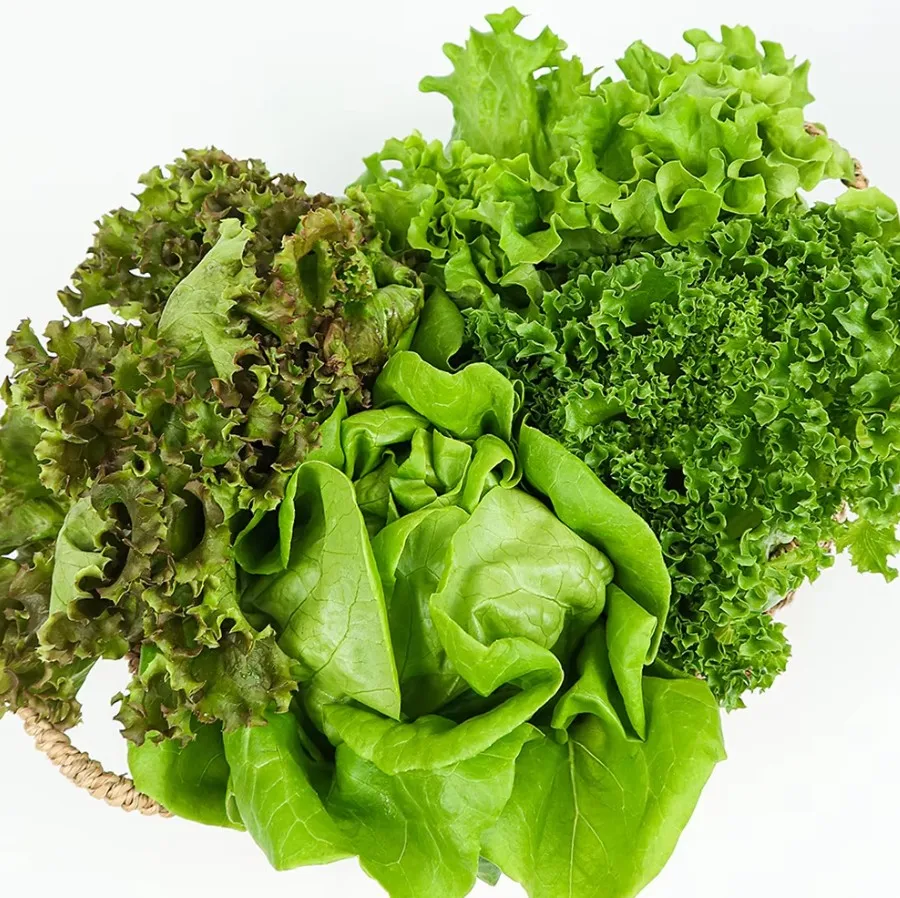 Ensalada europea mixta de verduras 600 g (3-5 tipos, cosecha el mismo día)