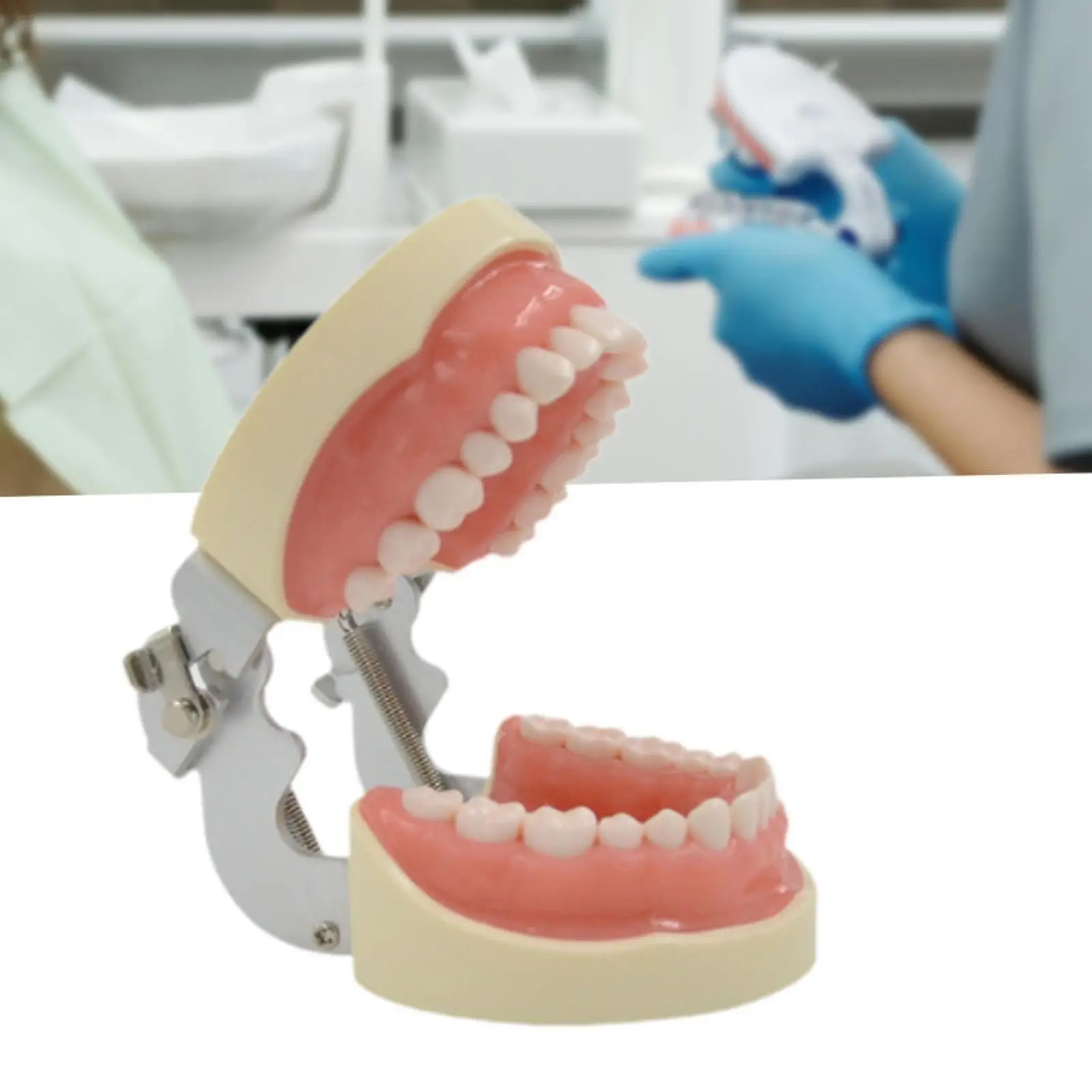 Tooth Model Learning Multifunctinal Tooth Teach Practice Model Demonstration Tooth Model Kids Dental Teaching Brushing Model