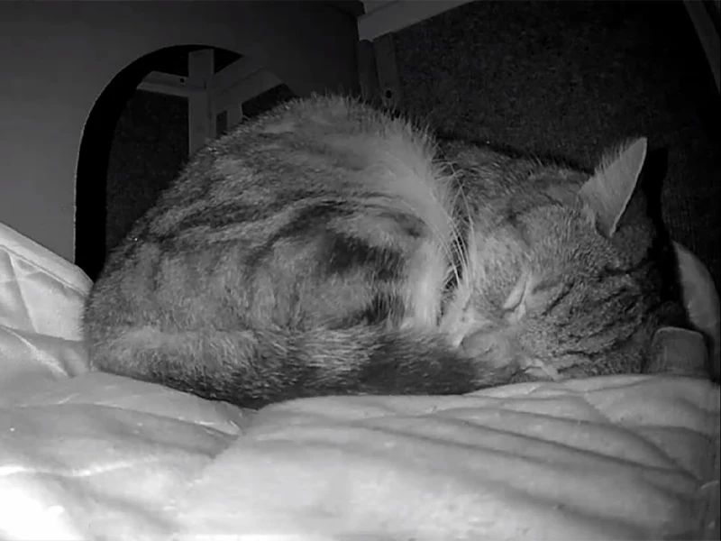 cat house