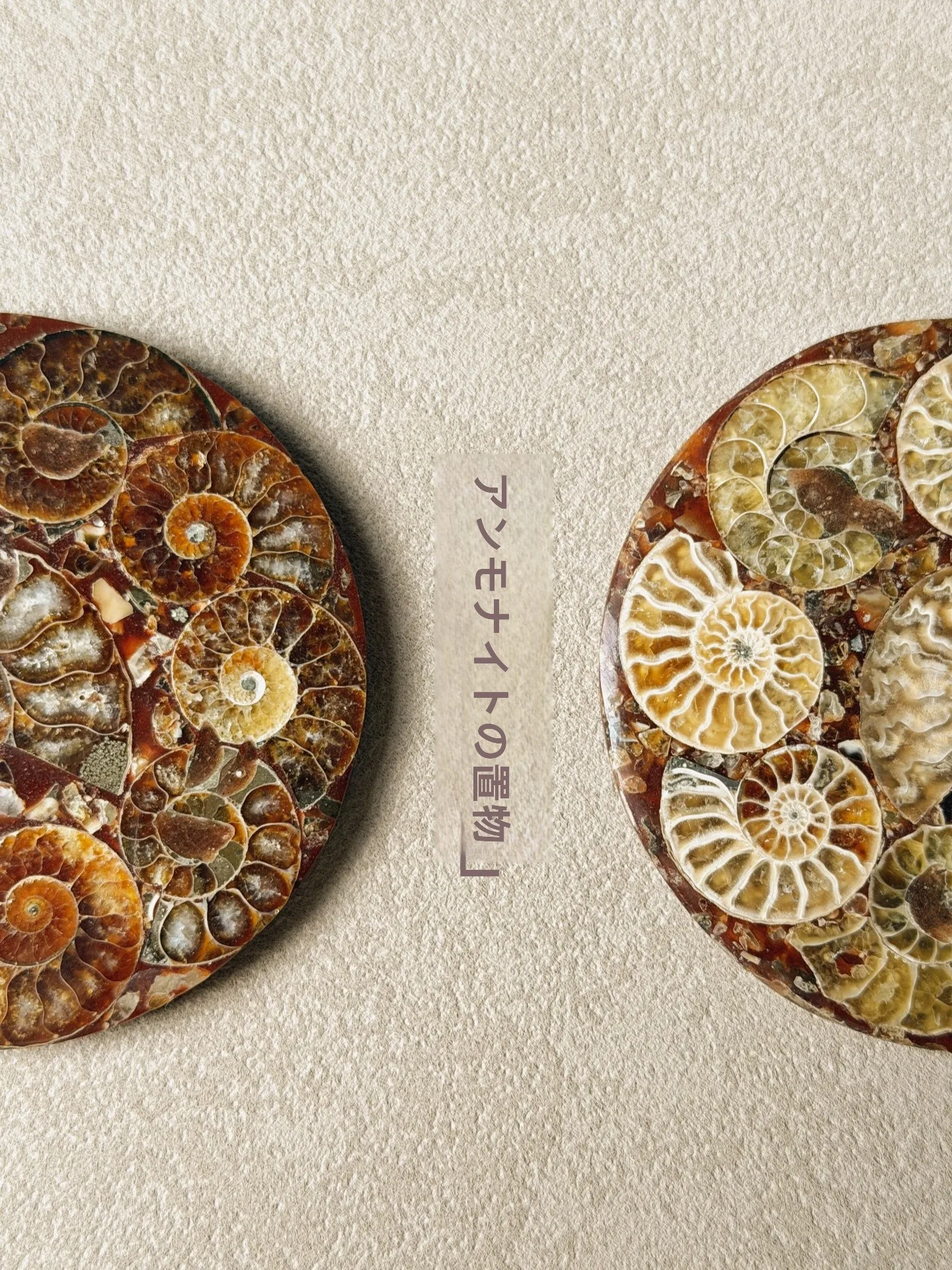 天然化石標本テーブルデコレーション古代生物化石カップマットデスクトップ装飾品カラフルなシェル