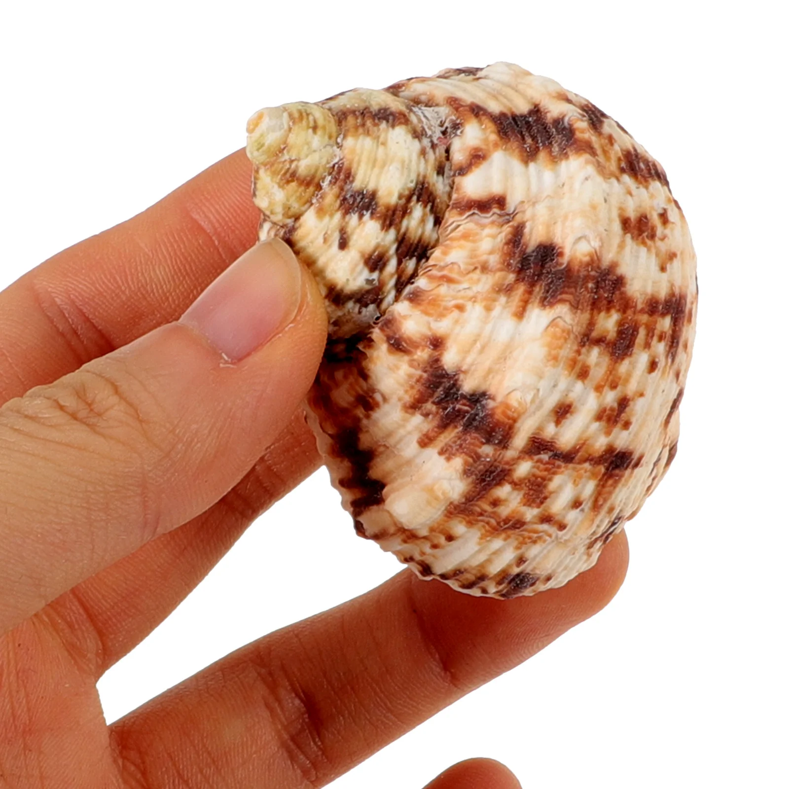 

8Pcs Conch Shell Decorations Seashell Party Decor Beach Wedding Fish Tank Landscaping Ornaments Seashell Party Decorations