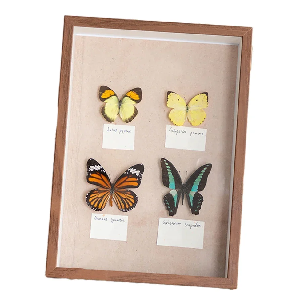 Beautiful Butterfly Specimen Educational Material Collection/Butterfly Specimen Photo Frame Artwork Decoration Home Decoration