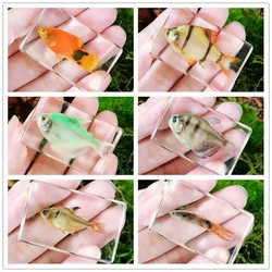 Delicate Small Fish Specimens Built In Highly Translucent Epoxy Resin Suitable for Home Decoration Birthday Holiday Gifts 44mm