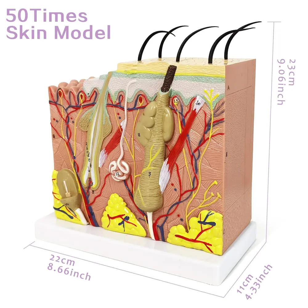 Skin model, 35x, 50x magnification anatomical skin layer structure model with hair for science classroom learning teaching