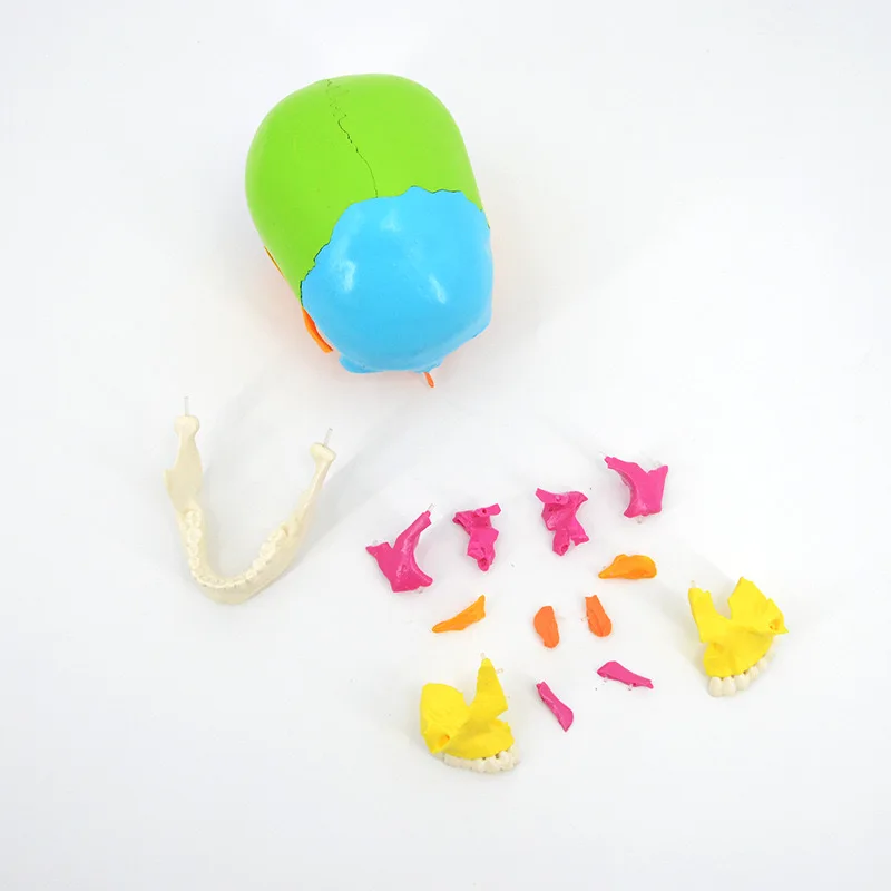 2025 hot sale Medical Colored Human Skull Model 1:1  Disassembly and Assembly of 22 Parts Teaching Specimen