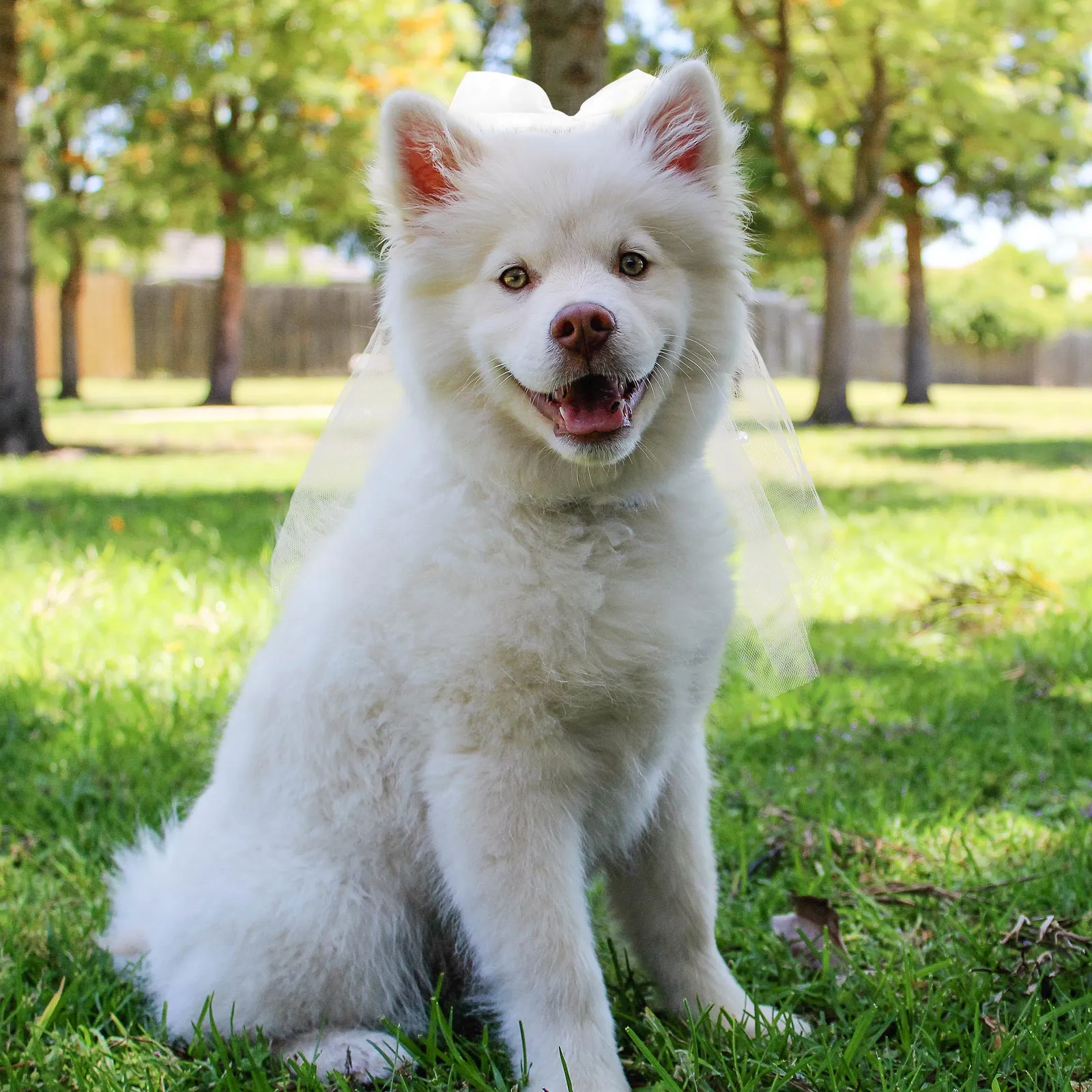 반려동물 활 머리 장식, 웨딩 활 베일, 개 신부 머리 장식, 반려동물 헤어 장식, 결혼 생일 파티 장식, 반려동물 용품 장식