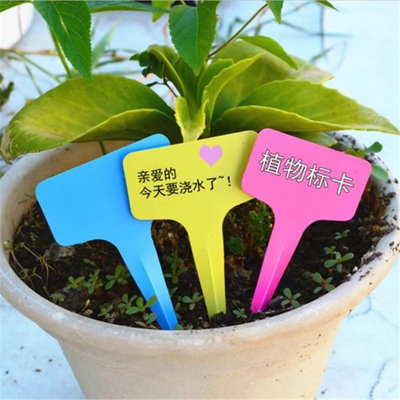 Horticultural Flower Seed Labels Natural Succulent Plant Designation Plastic Labels Phalaenopsis Rose Seed Classification Labels