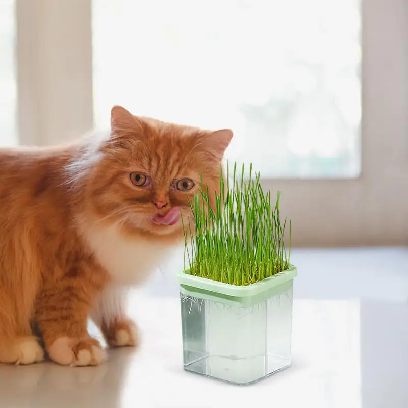 Cat Grass Planter Hydroponic Cat Grass Sprouting Trays For Sprouts Hydroponic Cat Grass Planter Tray Transparent Sprouting Trays