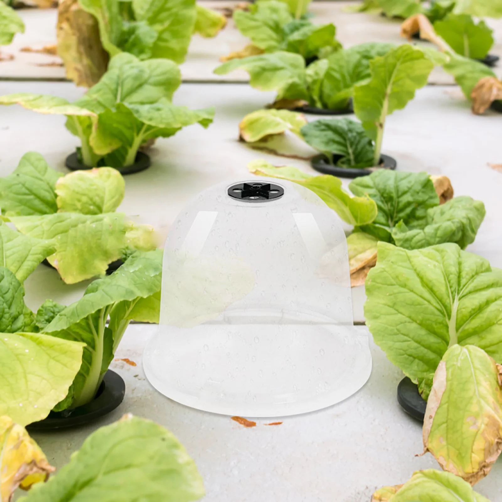 

4Pcs Clear Plastic Plant Dome Nursery Protection Covers for Garden Outdoor Cloche Frost Plant Covers Garden Cloche