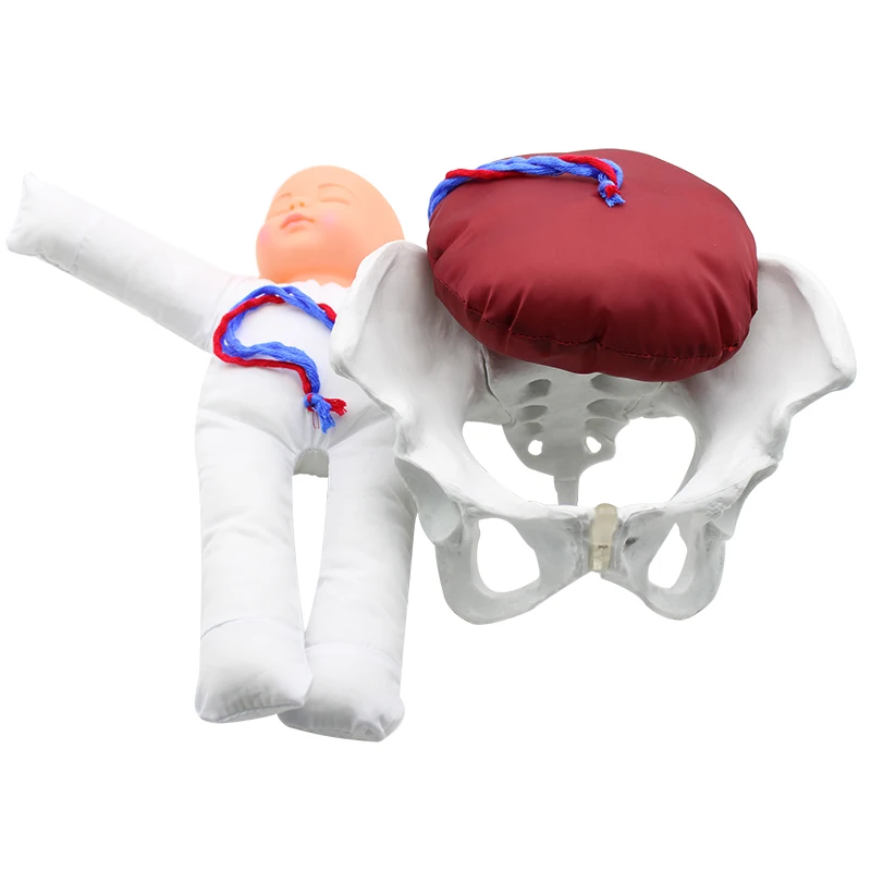 

1:1 Life Sized Human Delivery Demonstration Pelvis Teaching Anatomy Model Fetus Umbilical Cord Placenta Model