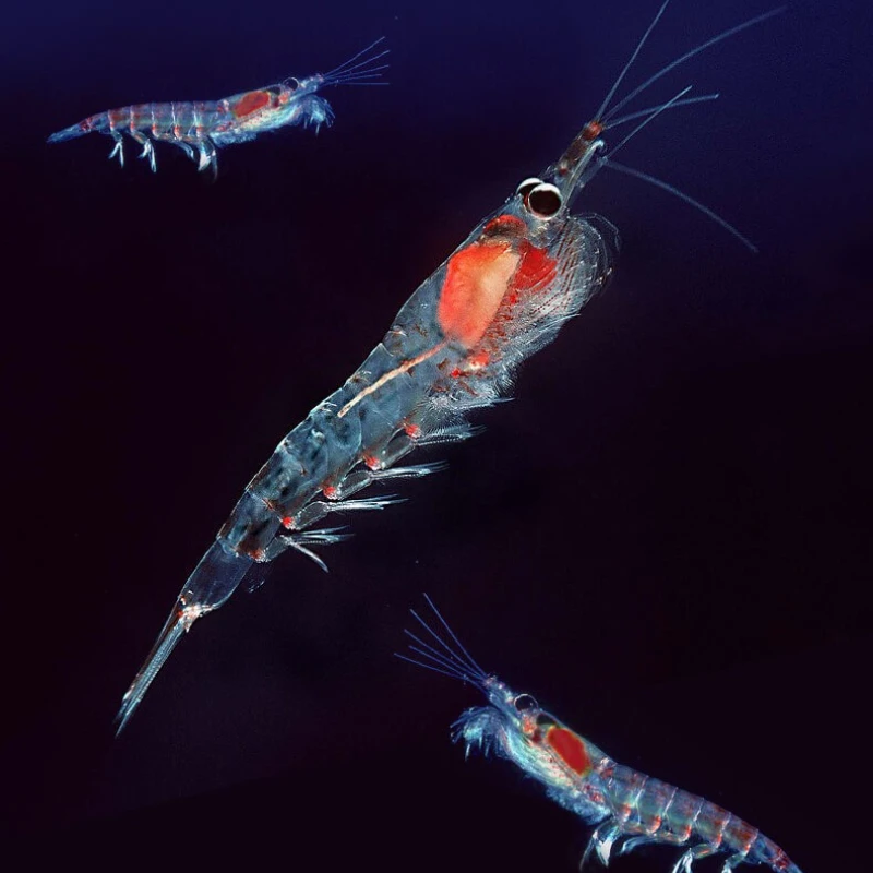 DEERA Medaka Ricefish Food, Micro Pellets for All Varieties Including Fancy Guppy and Other Small Ornamental Fish view 6