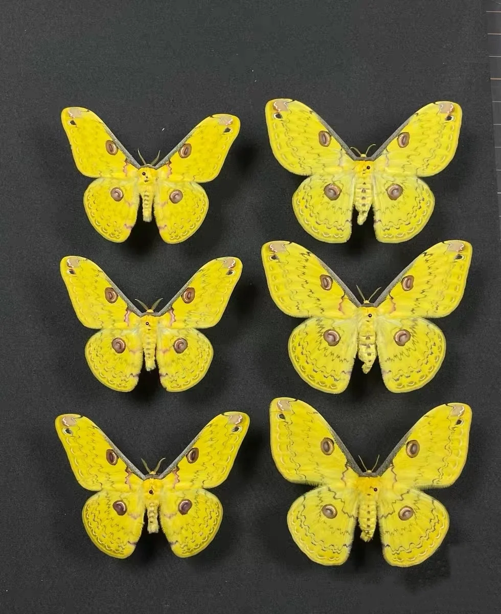 

1 PC Natural moth specimens (Loepa mirandula)
