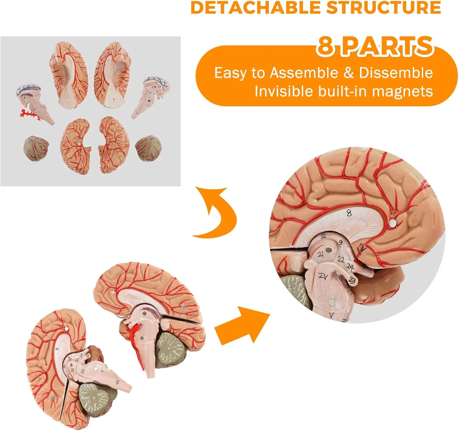 نموذج تشريحي لشريط الدماغ البشري بالحجم الطبيعي مكون من 8 أجزاء لعلم الأعصاب وتعليم الدماغ التشريحي نموذج تقسيم الدماغ القابل للفصل