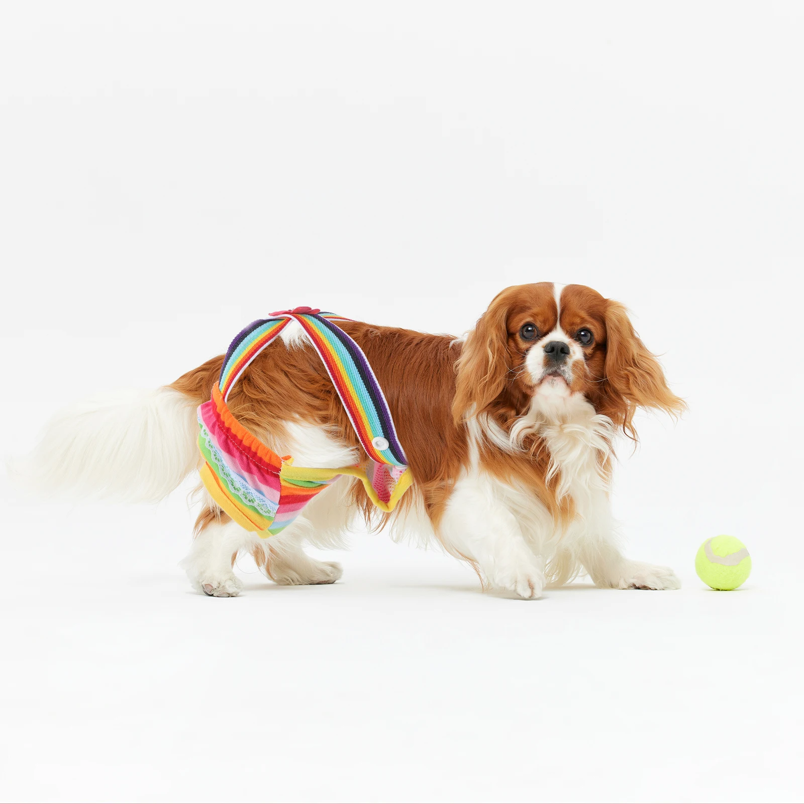 

Dots Pet Dog Shorts Diaper Sanitary Physiological Pants Washable Female Short Panties Menstruation Underwear Briefs(S,Small Flow