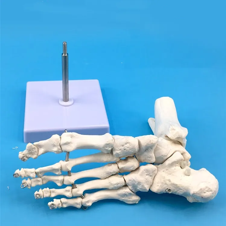 Medical Science Human Foot  Bone Skeleton Models Human Foot Anatomical Model