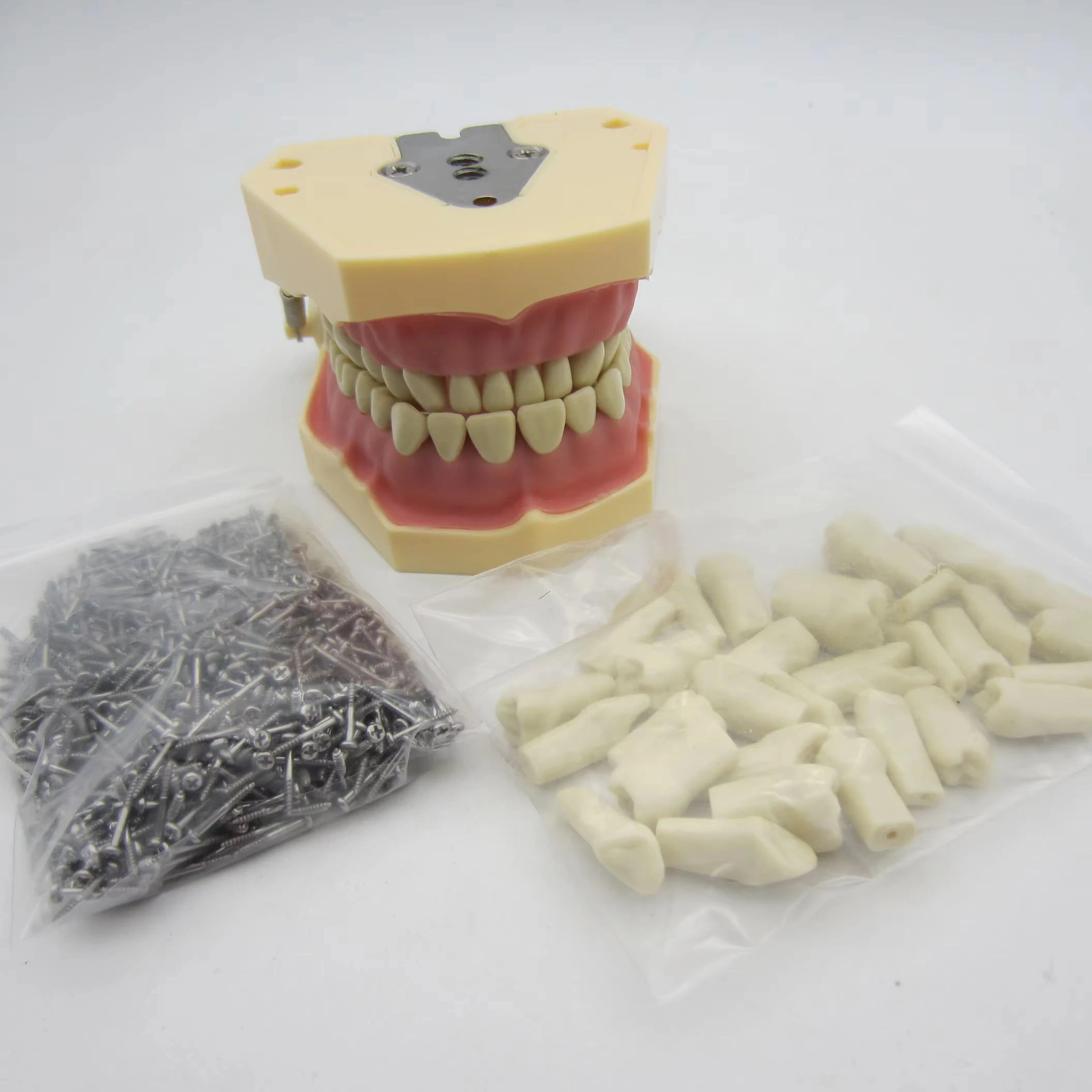 Manual Dental Teeth Model with Removable Replacement Teeth for Teaching Practice and Study CE Certified