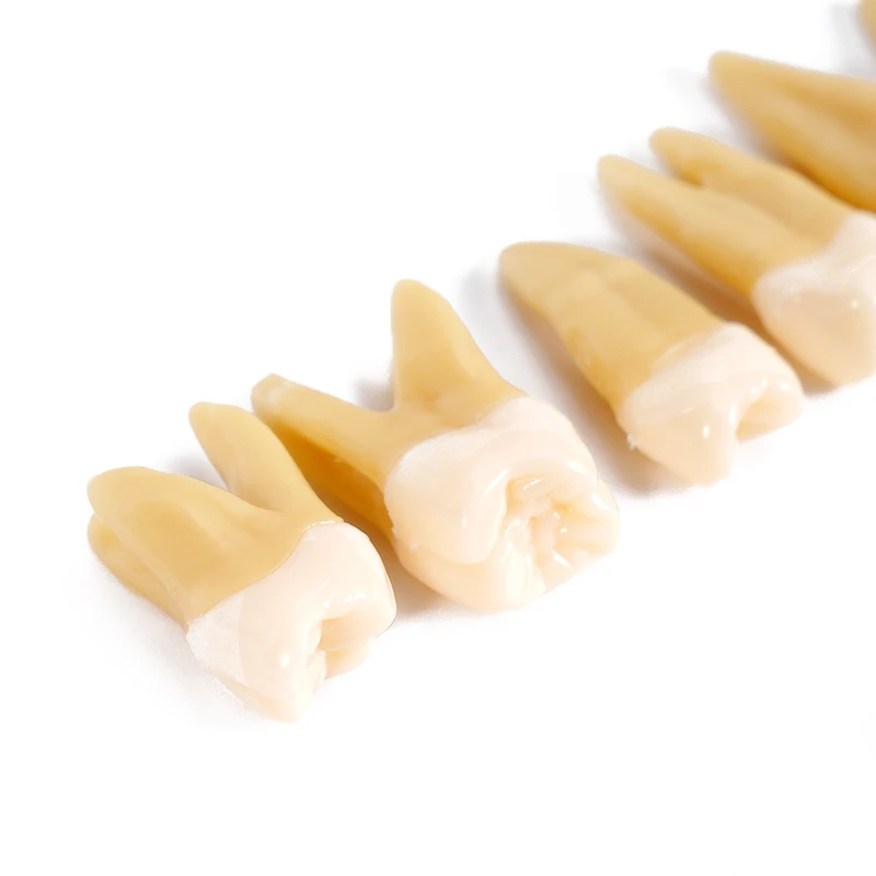 

Dental Permanent Teeth Model Simulation Isolated Upper and Lower Full Mouth Tooth Model for Demonstration Teach Study